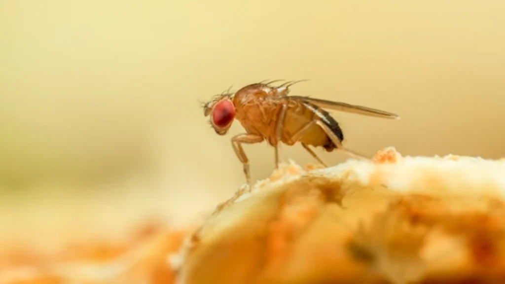 mosca de las frutas en compost