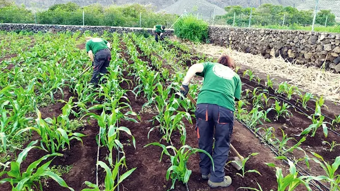 Primer plano de la textura del compost majorero, un fertilizante orgánico oscuro y rico en nutriente
