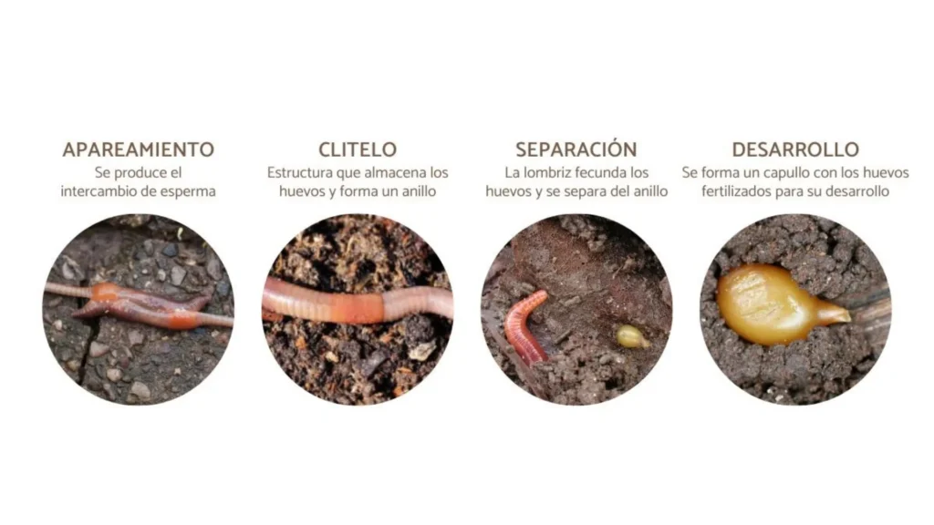 Ciclo reproductivo completo de lombriz roja californiana desde capullo hasta adulto"