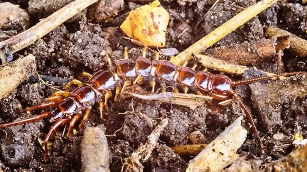 cienpies y milpies en el compost