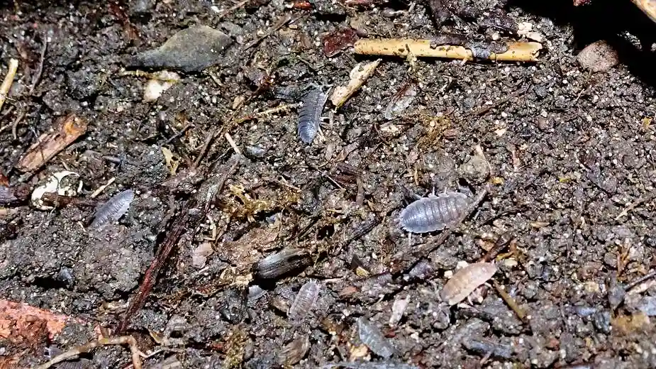 cochinillas de la humedad en compost