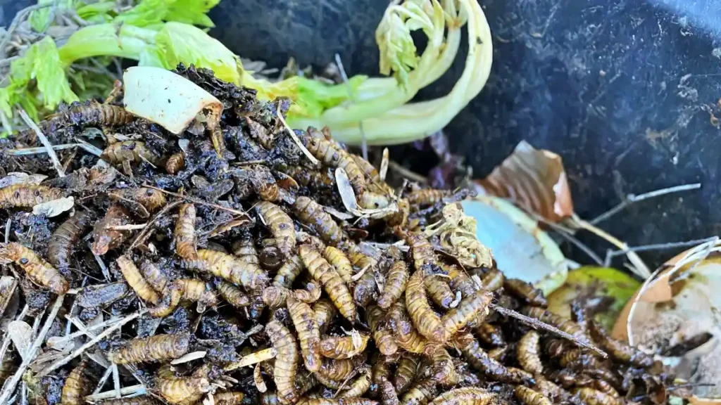 larvas en el compost