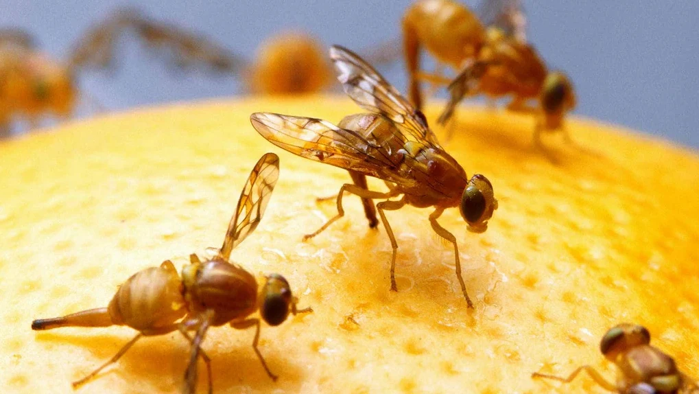 mosca de la fruta