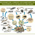 organismos del compost